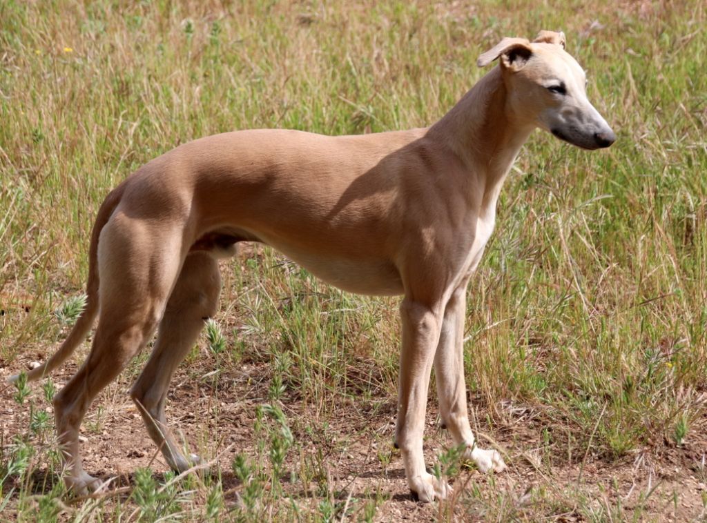 Savannah's Dream Radjah