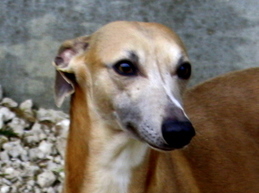 COEUR DE ROI