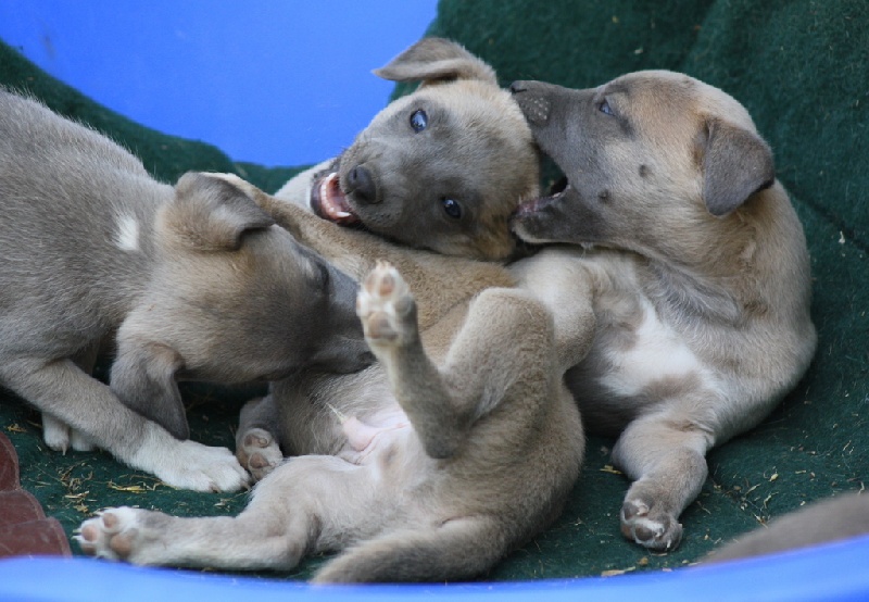 BEBES