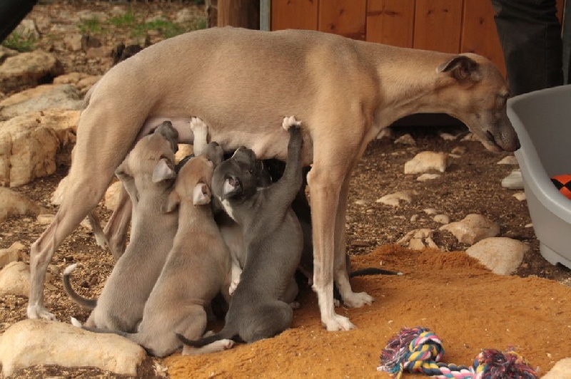 Savannah's Dream - Whippet - Portée née le 06/04/2015