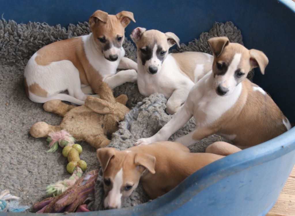 Chiot Whippet Savannah's Dream