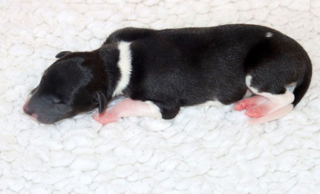 Savannah's Dream - Chiots disponibles - Whippet