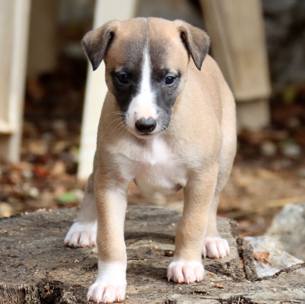 Savannah's Dream - Chiots disponibles - Whippet