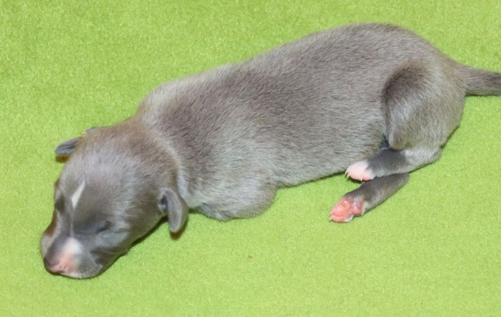 Savannah's Dream - Chiots disponibles - Whippet
