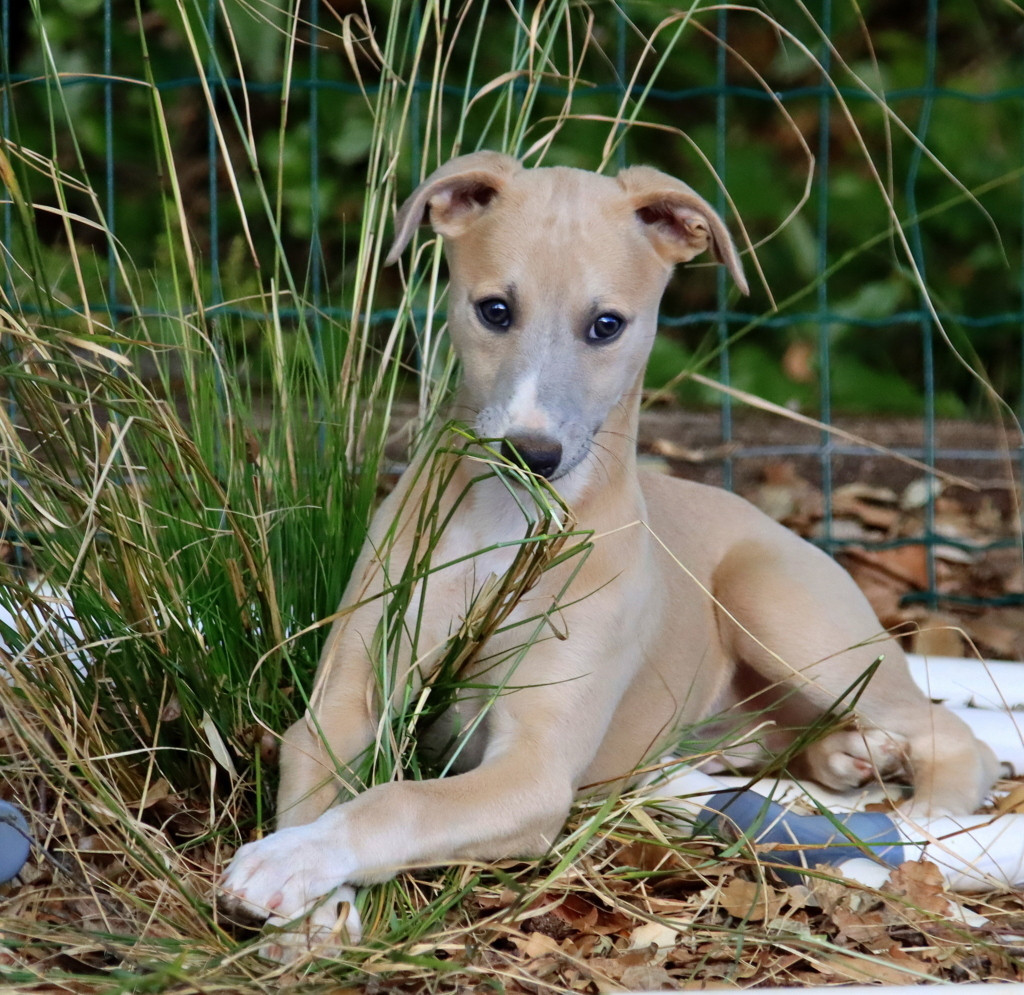 Savannah's Dream - Chiots disponibles - Whippet