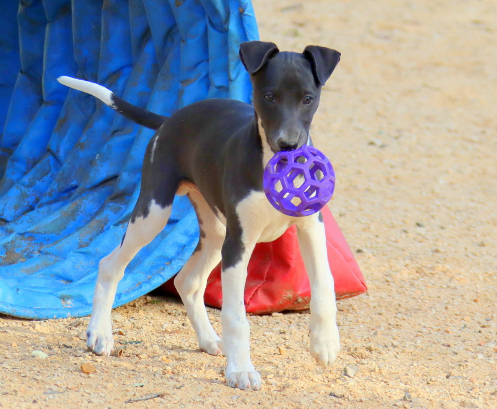 Savannah's Dream - Chiots disponibles - Whippet
