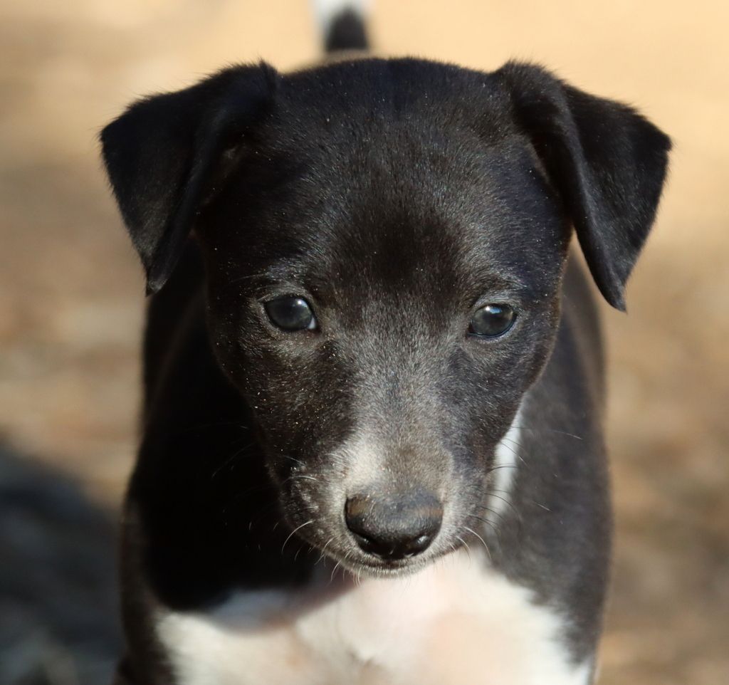Savannah's Dream - Chiots disponibles - Whippet