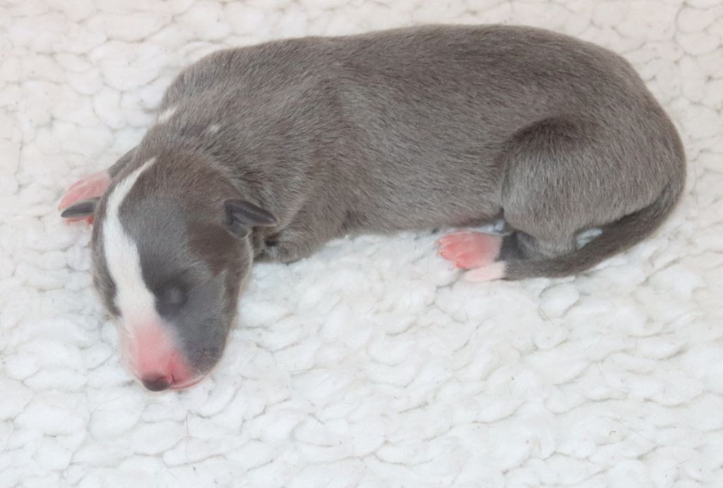 Savannah's Dream - Chiots disponibles - Whippet