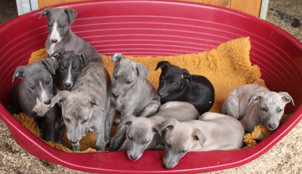 Savannah's Dream - Whippet - Portée née le 10/12/2017