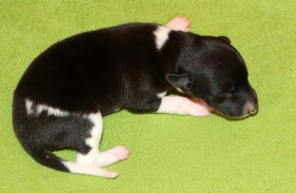 Savannah's Dream - Chiots disponibles - Whippet