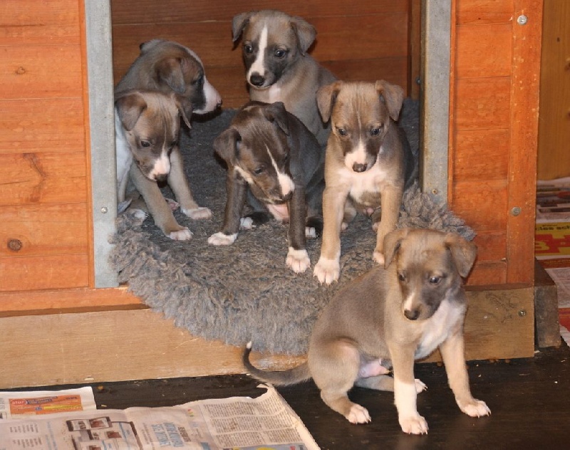 Savannah's Dream - Whippet - Portée née le 29/10/2015