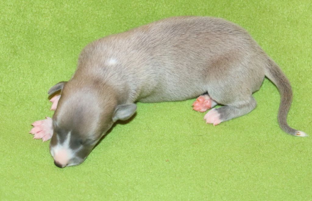 Savannah's Dream - Chiots disponibles - Whippet