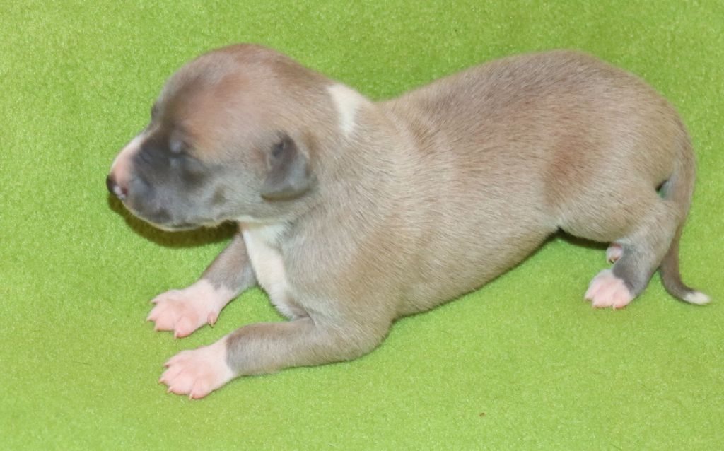 Savannah's Dream - Chiots disponibles - Whippet
