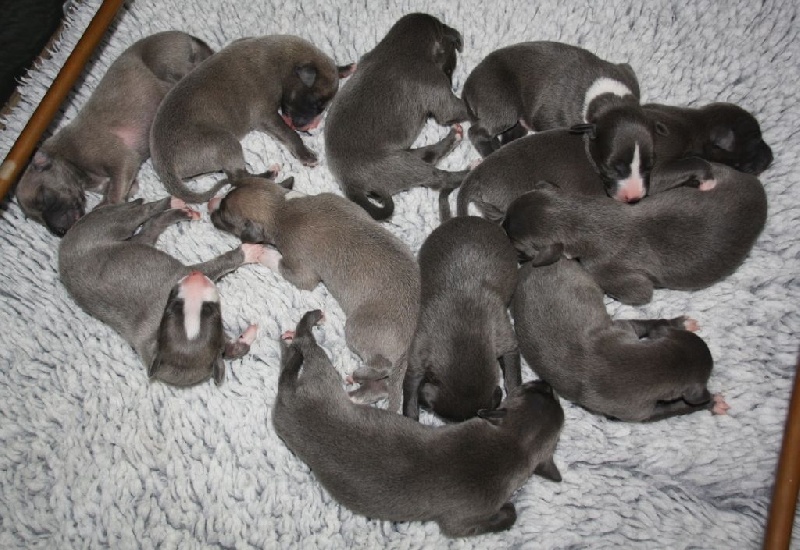 Savannah's Dream - Whippet - Portée née le 23/08/2016