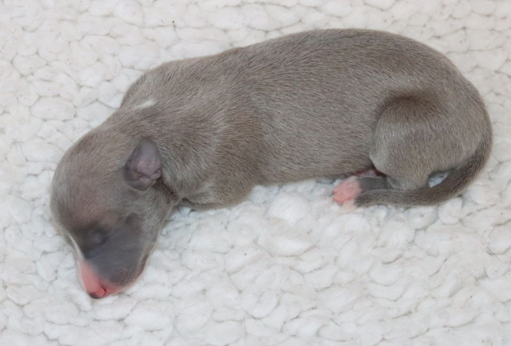 Savannah's Dream - Chiots disponibles - Whippet
