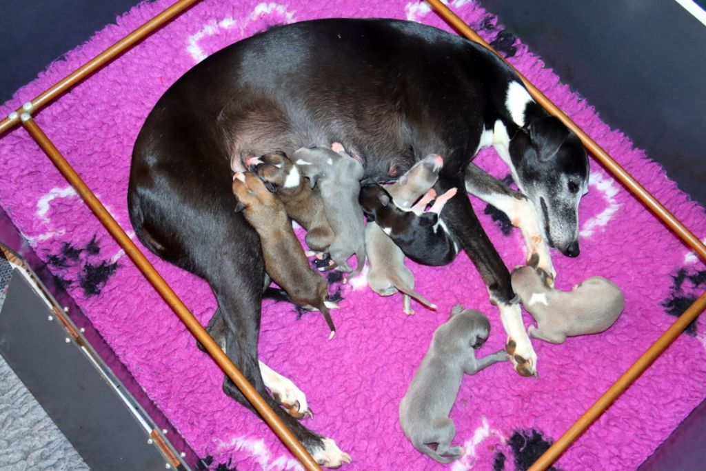 Savannah's Dream - Whippet - Portée née le 17/09/2025