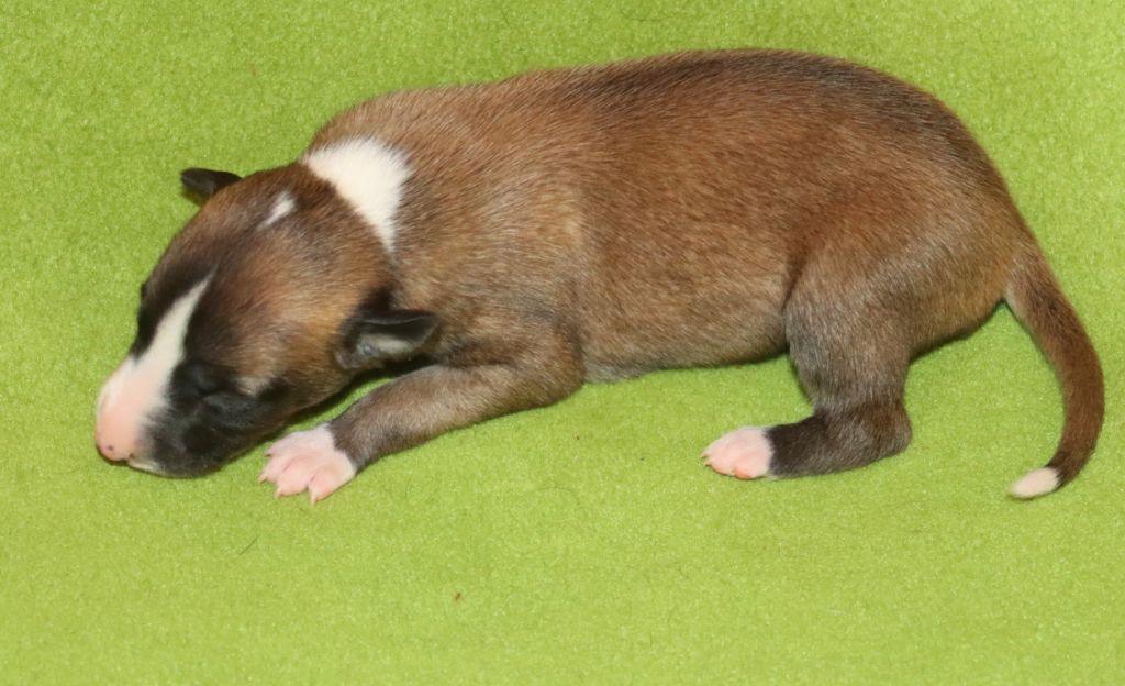 Savannah's Dream - Chiots disponibles - Whippet