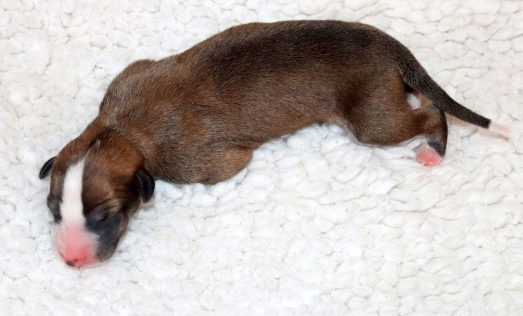 Savannah's Dream - Chiots disponibles - Whippet