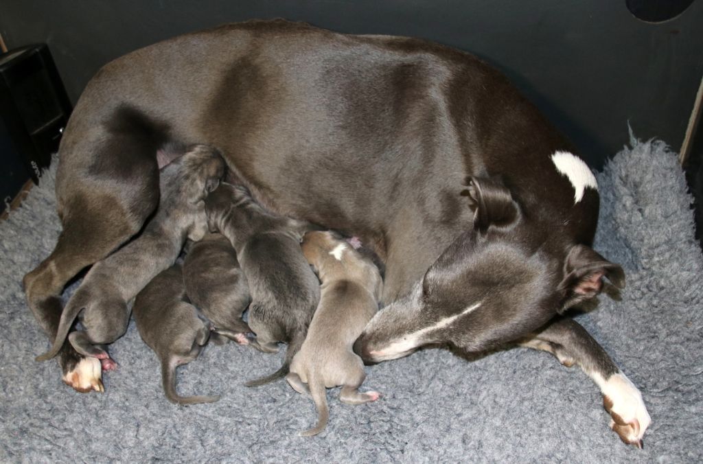 Chiot Whippet Savannah's Dream