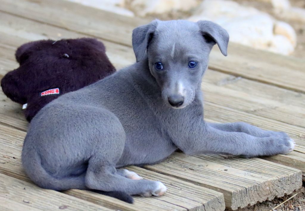 Savannah's Dream - Chiots disponibles - Whippet