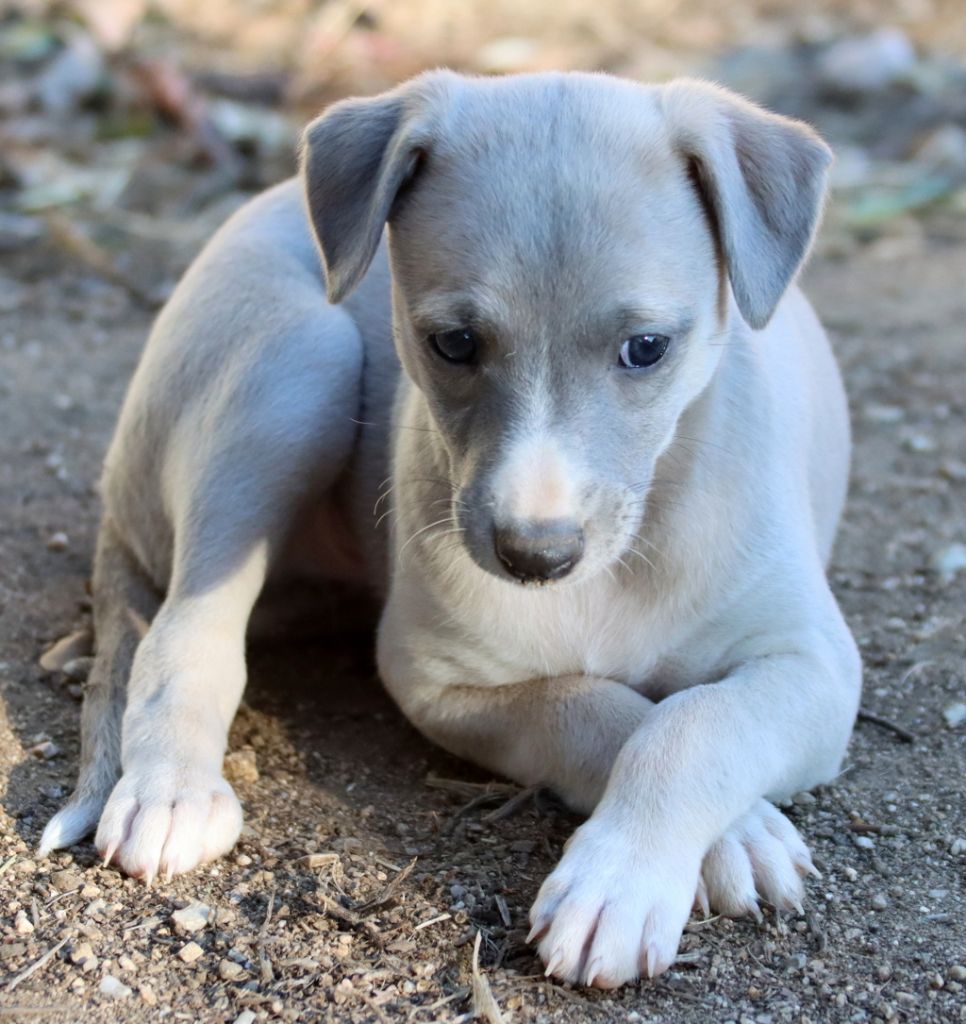 Savannah's Dream - Chiots disponibles - Whippet