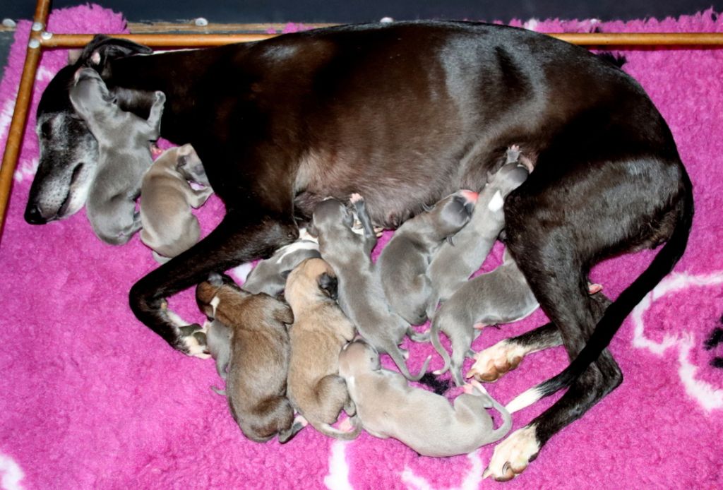 Savannah's Dream - Whippet - Portée née le 21/04/2024