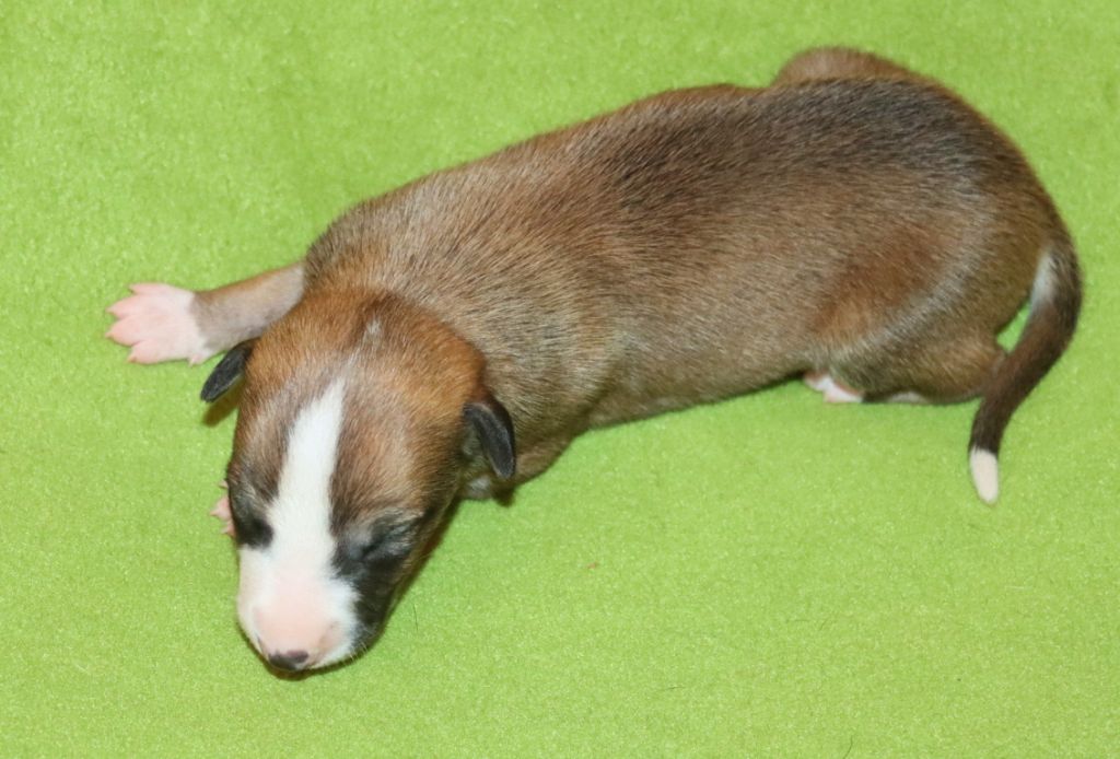 Savannah's Dream - Chiots disponibles - Whippet